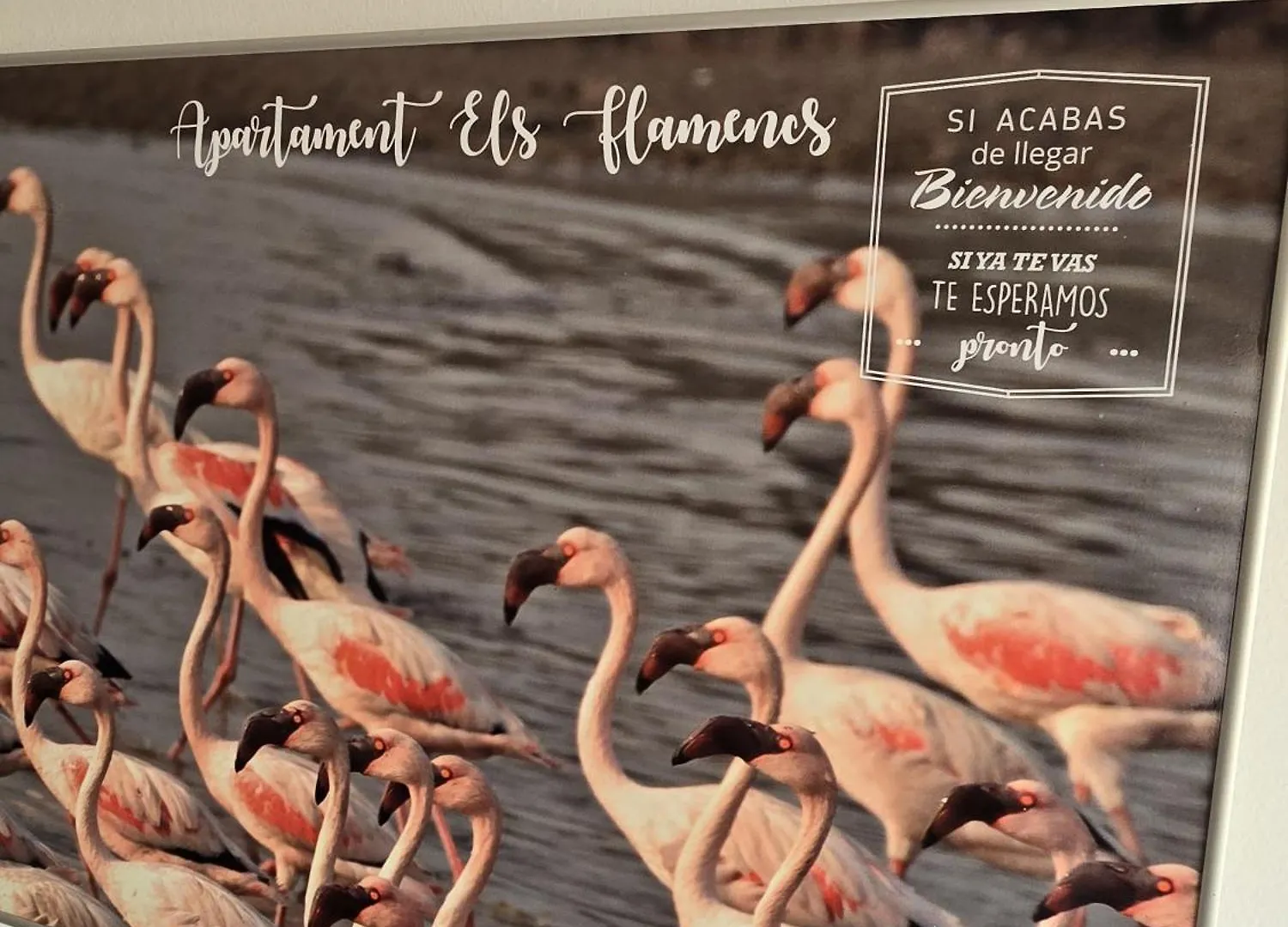 Apartamento Apartament Els Flamencs Els Muntells